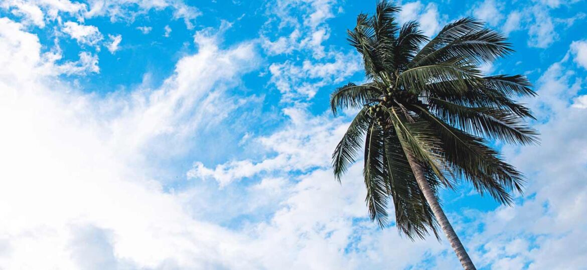 Diseño tropical y caribeño